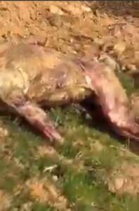 شركة الخدمات العامة تعثر على أسد مسلوخ في وادي قاريونس - بنغازي
