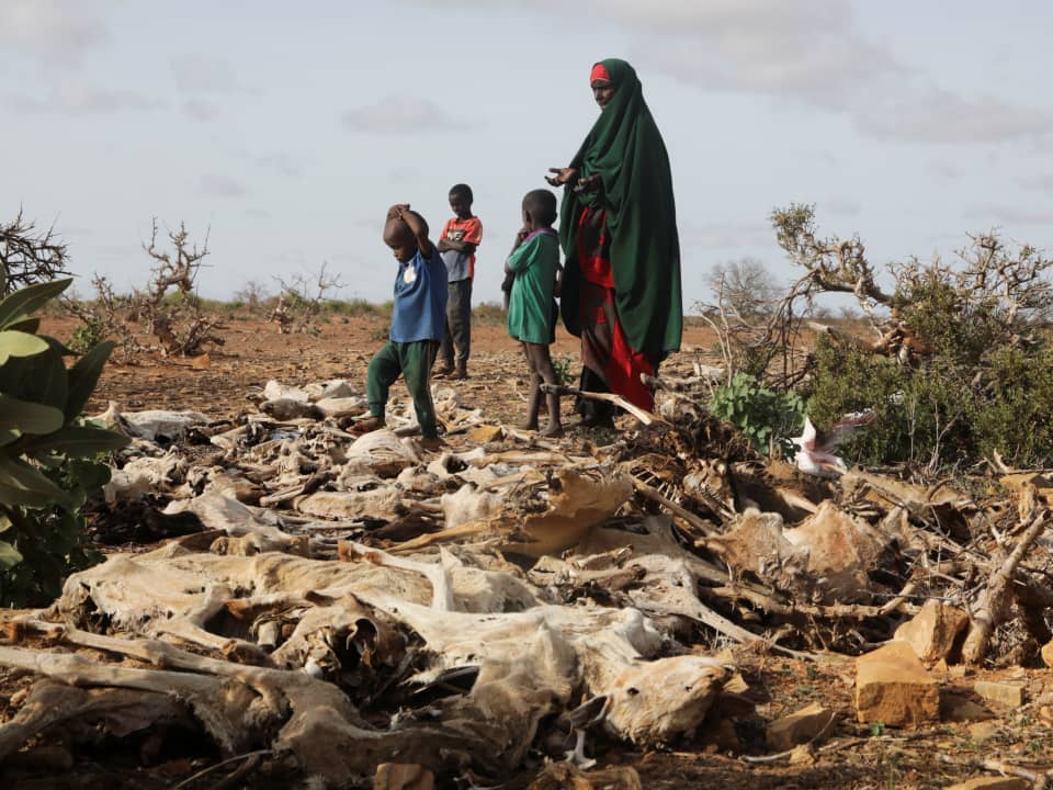 منظمة إقليمية الجفاف الحادّ يهدّد منطقة القرن الإفريقي بمجاعة