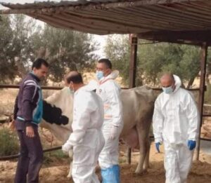 انتشار مرض الحمى القلاعية بين الحيوانات