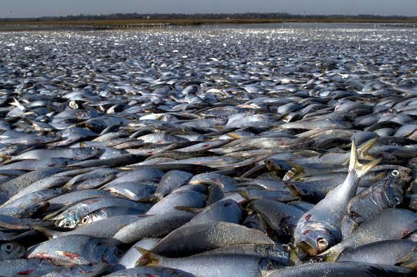 في مشهد وُصف بالمفزع.. نفوق الملايين من الأسماك على نهر «دارلينغ باكا» الأسترالي