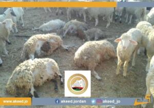 بلدي غدامس يحذر من نقل الحيوانات بعد تفشي مرض الحمى القلاعية