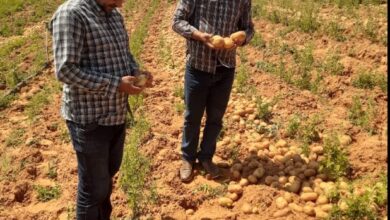 الوطني للوقاية والحجر الزراعي يتابع جنى محصول البطاطس  
