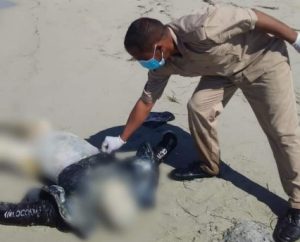 أمن راس لانوف يعثر على جثث متحللة على شاطئ أم القنديل