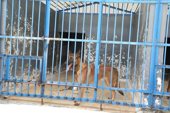 الجمارك الليبية تستلم 33 كلبا للكشف عن الممنوعات عبر المنافذ