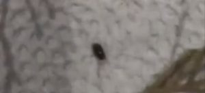 ظهور حشرة غير مألوفة بالجبل الاخضر تلحق الضرر باشجار السرو