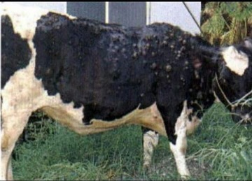 الوطني للصحة الحيوانية يؤكد انتشار مرض التهاب الجلد العقدي بين الأبقار ويحذر من تداعياته
