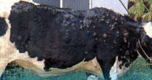 ظهور مرض "الجلد العقدي" المعدي في الأبقار بالجبل الأخضر