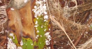انتشار حشرة القشرية الخضراء في أوباري