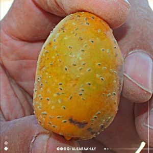 العماري: بقايا المبيدات الحشرية لها علاقة بالأمراض السرطانية
