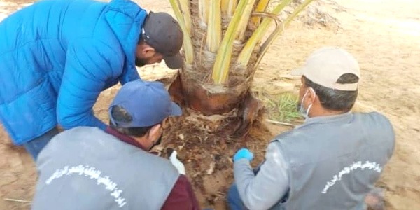منع نقل فسائل النخيل ب"الجفرة"