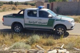 مسلاتة: ضبط عملية قطع أشجار سرول في منطقة البركات