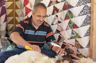 بدء موسم جزّ صوف الأغنام في ضواحي سرت