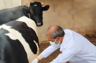 انطلاق حملة تحصين الأبقار ضد الجلد العقدي ببلدية الجديدة