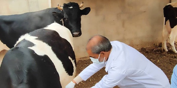 انطلاق حملة تحصين الأبقار ضد الجلد العقدي ببلدية الجديدة