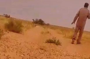 رصد انتشار الجراد "ذبنون" بمنطقة زغيرف جنوب زليتن
