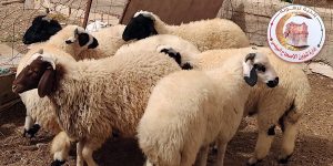 بلدية ترهونة تُشكّل فريقًا بيطريًا لفحص أضاحي العيد حفاظًا على صحة المواطنين