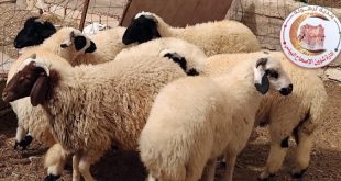بلدية ترهونة تُشكّل فريقًا بيطريًا لفحص أضاحي العيد حفاظًا على صحة المواطنين