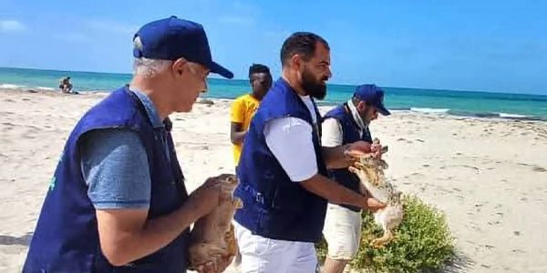 اطلاق أرانب برية في فروة دعماً للتوازن البيئي