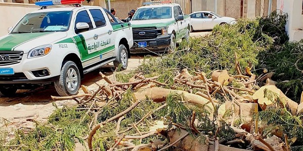 ضبط اعتداء على أشجار "سرول" قرب طريق المطار بطرابلس