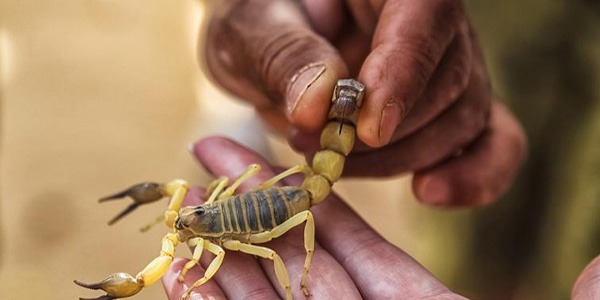 الكفرة تسجل معدلات مرتفعة من لدغات العقارب مع بدء الصيف