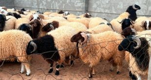 ليبيا الثالثة عربيًا في أسعار الأضاحي لعام 2025