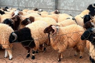 ليبيا الثالثة عربيًا في أسعار الأضاحي لعام 2025
