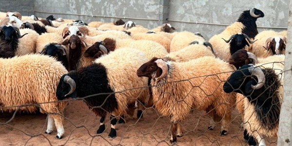 ليبيا الثالثة عربيًا في أسعار الأضاحي لعام 2025