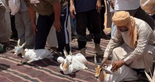 إطلاق 12 غزال في أودية ودان