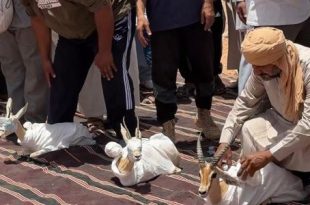 إطلاق 12 غزال في أودية ودان