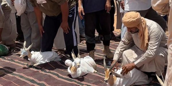 إطلاق 12 غزال في أودية ودان