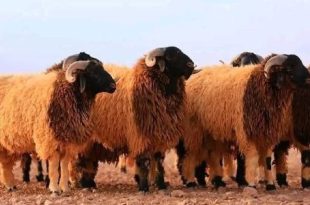 عيد الأضحى بين الروحانية والتقاليد الاجتماعية