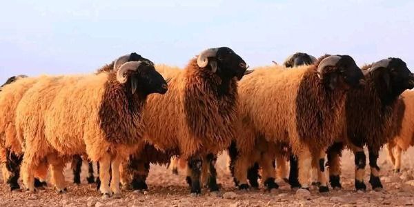 عيد الأضحى بين الروحانية والتقاليد الاجتماعية