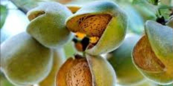 خطر غير مسبوق يهدد لوزيات الجبل الأخضر.. وخبراء يحذرون من خسائر موسمية فادحة
