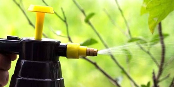 استخدام عشوائي للمبيدات يهدد صحة المستهلكين