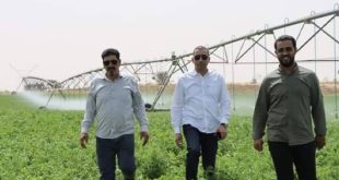 تواصل عمليات التسميد لرفع كفاءة الإنتاج الزراعي بالمنطقة الوسطى