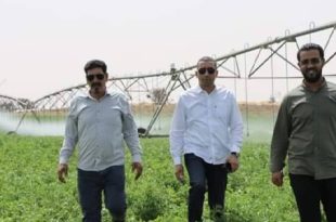تواصل عمليات التسميد لرفع كفاءة الإنتاج الزراعي بالمنطقة الوسطى