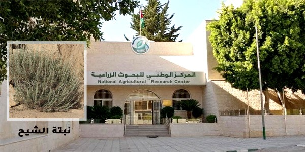 البحوث الزراعية يُحذّر من خطر اندثار "الشيح البري"