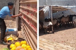 حملة لإزالة حظائر المواشي من الأحياء السكنية في سرت