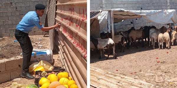 حملة لإزالة حظائر المواشي من الأحياء السكنية في سرت