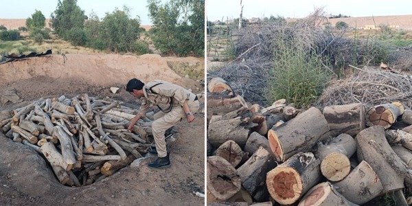 ضبط مفحمة مخالفة في بني وليد ومصادرة أخشابها