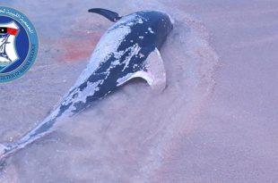 الجمعية الليبية: الصيد بالمتفجرات يهدد بانقراض الحياة البحرية