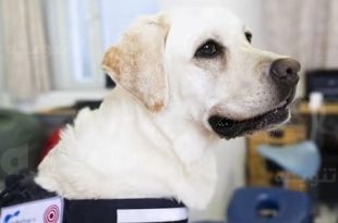 فنلندا توظف الكلاب لخفض تكاليف الرعاية الصحية وتوفير ملايين اليوروهات