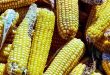 باحثة تؤكد وجود مرض تفحم الذرة في ليبيا