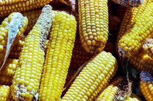 باحثة تؤكد وجود مرض تفحم الذرة في ليبيا