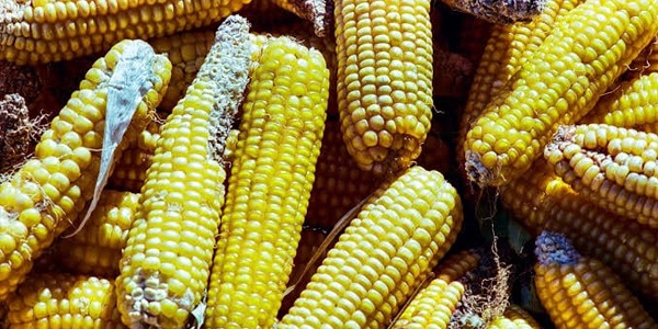 باحثة تؤكد وجود مرض تفحم الذرة في ليبيا