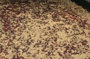 أميركا تؤكد أول إصابة بشرية بداء "الدودة الحلزونية"