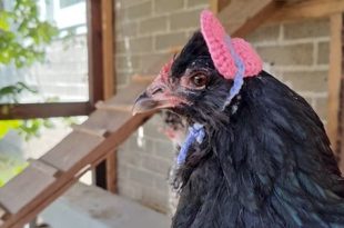 مكتبة فنلندية تُعيّن "دجاجة" سفيرة لها لتعزيز شغف القراءة