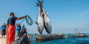 نشرة الصيد البحري الصادرة اليوم الإثنين