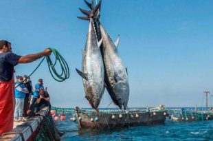 نشرة الصيد البحري الصادرة اليوم الإثنين