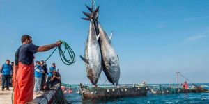 نشرة الصيد البحري المتوقعة على ساحل ليبيا اليوم